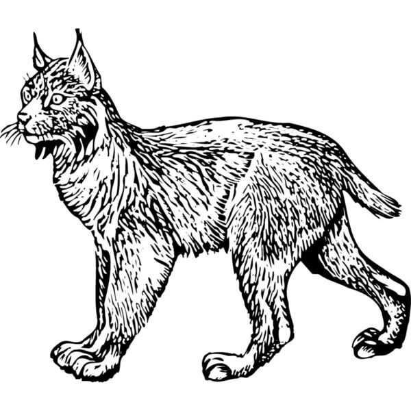 BOBCAT01 Thumbnail