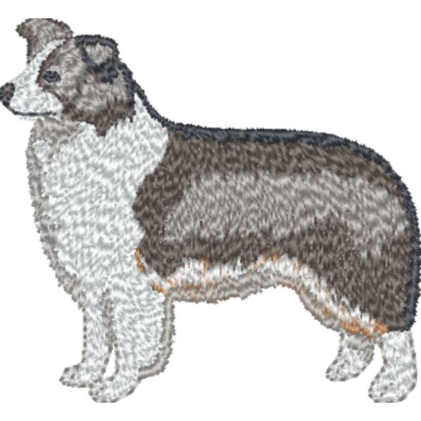Border Collie  Thumbnail